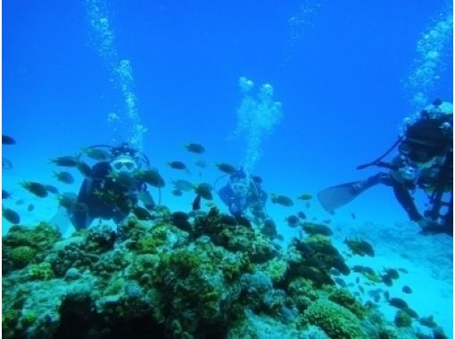 [Fun Diving] North (Ie Island, Minna Island, Sesoko Island) * Boat diving (local coupon available plan)の画像