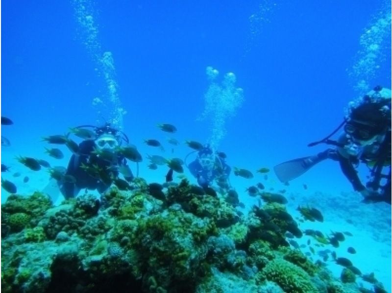 [Fun Diving] North (Ie Island, Minna Island, Sesoko Island) * Boat diving (local coupon available plan)の紹介画像