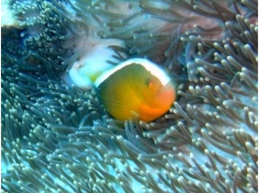 【fan Diving]Tokai Kishi (Kin Bong · Gin Bu Bay) ※ boat Divingの画像