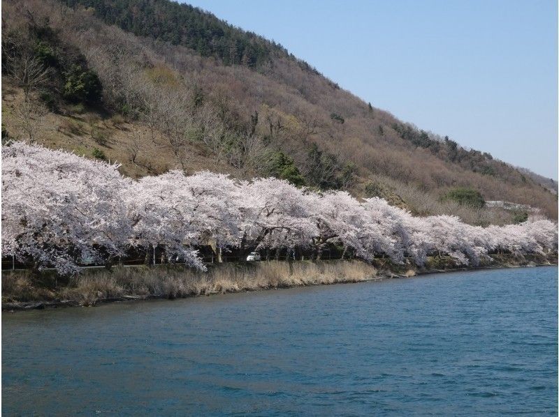 【滋賀・琵琶湖】桜クルーズ☆2019・海津大崎桜並木の眺望と奥びわ湖クルーズの旅 ♪