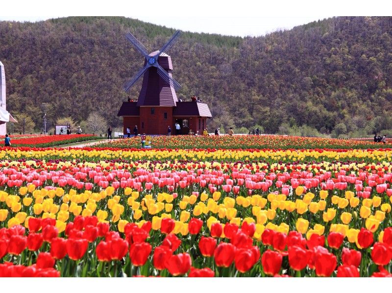 【北海道・札幌発着】滝上芝桜とチューリップ公園・道東花の競演お花見・日帰りバスツアー