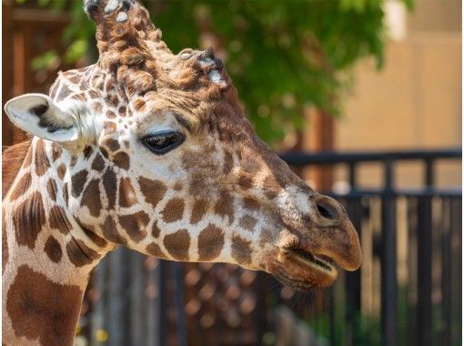 北海道 札幌発着 5 8 11 3 旭山動物園と富良野 美瑛青い池日帰りバスツアー アクティビティジャパン