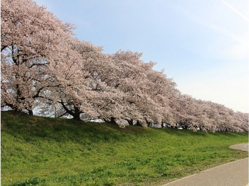 【京都】約250本!続く桜並木!八幡・背割堤さくらであいクルーズ&石清水八幡宮参拝【13916】