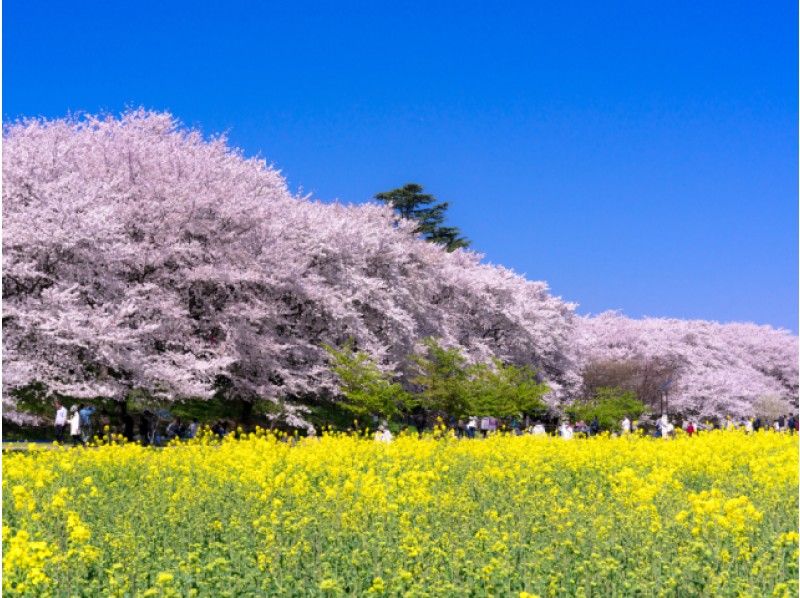 日本最大級の古墳から眺める桜＆菜の花と桜の豪華競演！権現堂桜堤見学バスツアー【13887】