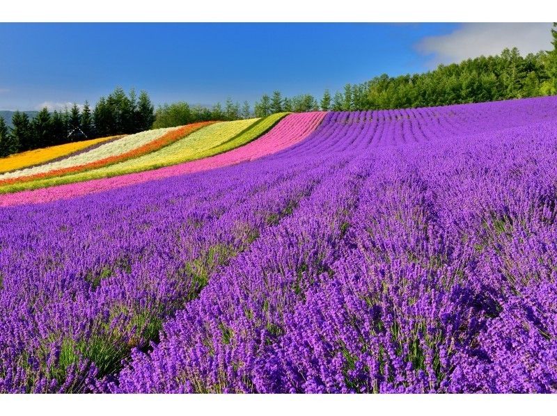 【北海道・札幌発着】夏の風物詩!富良野・美瑛「花巡り」日帰りバスツアー★オムカレーランチつき