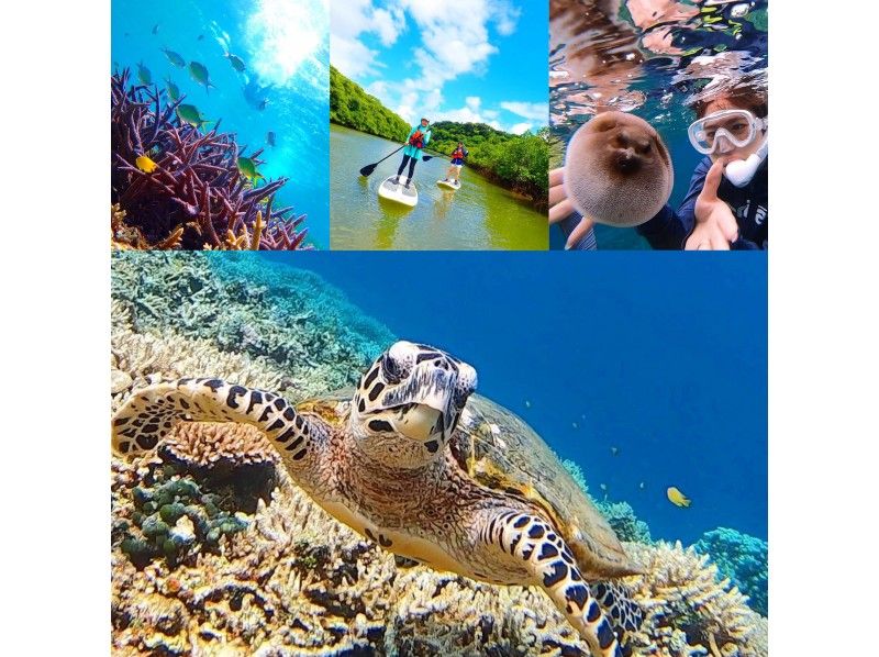 【石垣島・西表島】バラス島で海ガメと一緒に泳げるシュノーケル&マングローブSUP・秘境の滝巡り