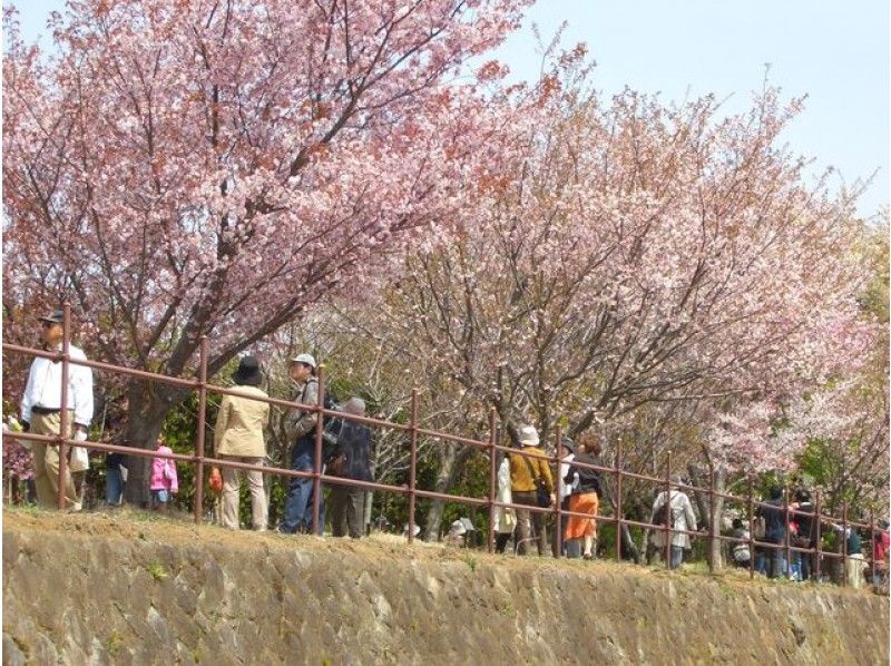 三島「遺伝学研究所」桜の特別公開&エメラルドブルーの神秘の「柿田川湧水」見学バスツアー【13894】