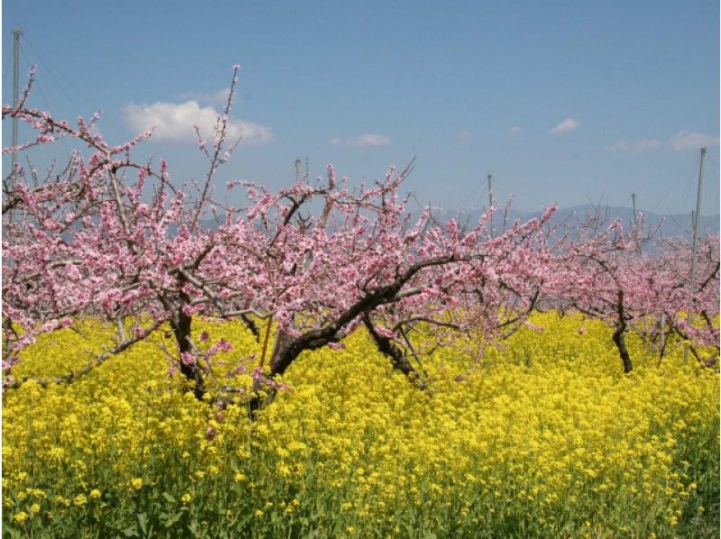 日本一の桃源郷で桃花と菜の花ウォーク＆武田信玄ゆかり武田神社桜観賞バスツアー【13966】