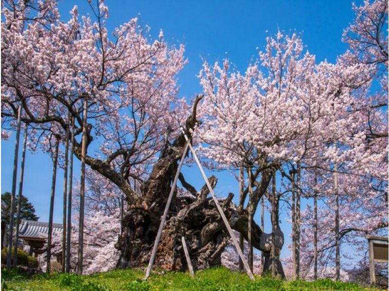 推定樹齢2000年！日本最古の桜「山高神代桜」＆古墳に咲く「わに塚の桜」観賞バスツアー【13941】