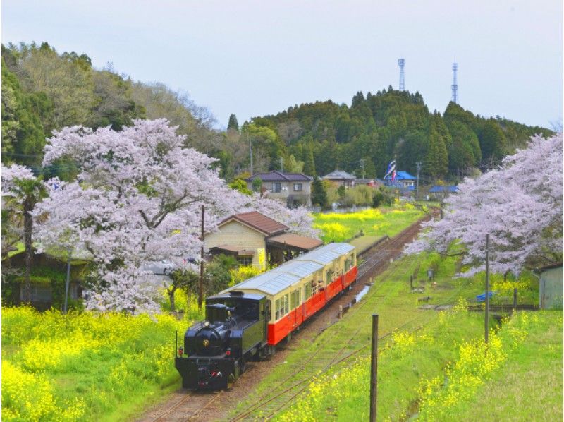 小湊鐵道里山トロッコ列車&桜舞う大多喜城&旬のいちご狩り体験バスツアー【13922】