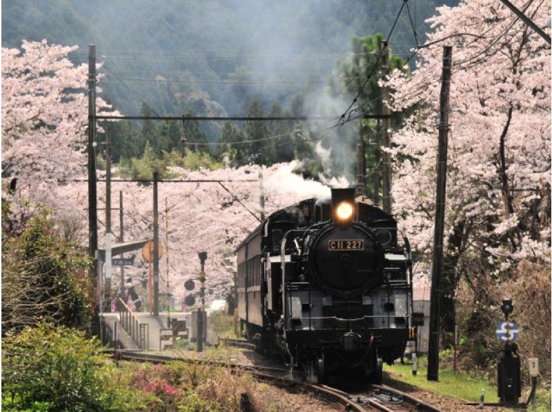 「日本平夢テラス」と大井川鐵道SL列車で楽しむお花見&「家山桜トンネル」散策バスツアー【13898】
