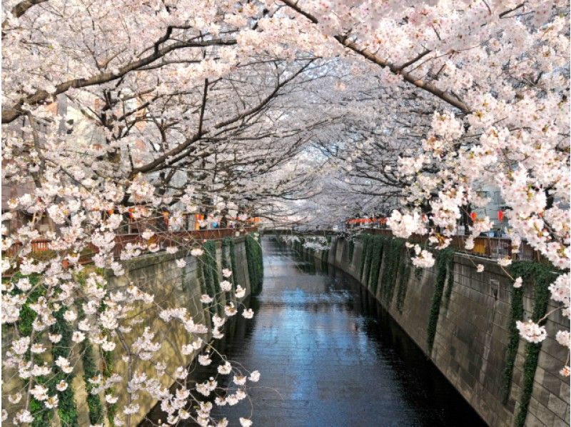 目黒川・東京ミッドタウン2つの桜トンネル＆豊洲市場内部見学＆桜咲く洋風邸宅見学バスツアー　13926