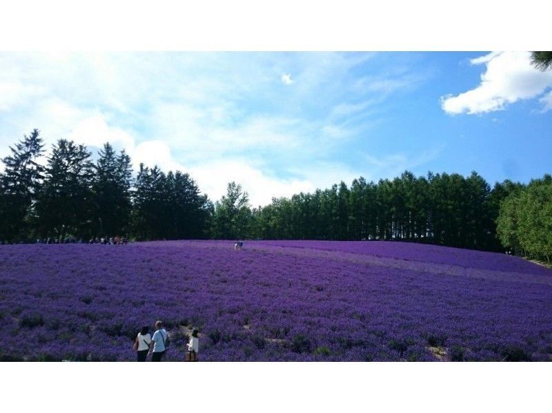 【北海道・小樽発】観光タクシー・富良野・美瑛めぐりプラン(7時間~)