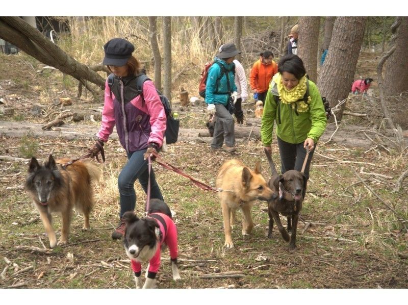 [Special plan] Find treasures in the spring mountain with your dog! Deer horn collection walk tour