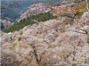 一目千本！圧巻の桜を見物！日本屈指の桜名所「吉野千本桜」見学バスツアー【名古屋発】【14078】