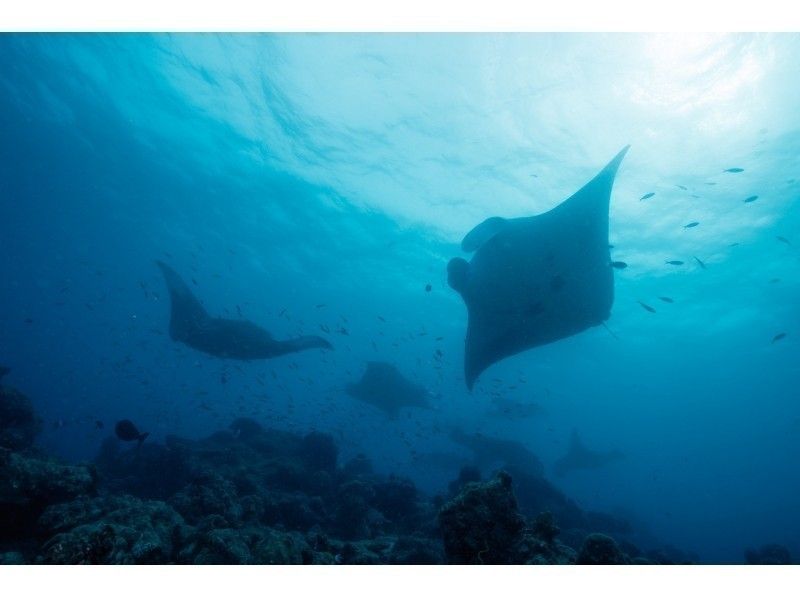 【沖縄・小浜島発】幻の島上陸&熱帯魚シュノーケリング+マンタチャレンジコース(5時間)