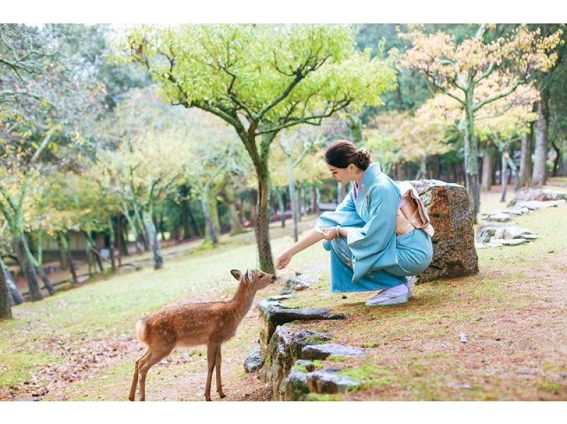 【奈良・奈良公園】スーパーセール!本格的な訪問着で奈良を散策しましょう!!