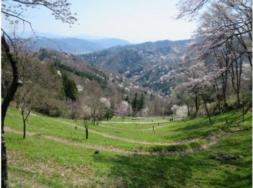 【長野・池田町　お花見・桜物語】安曇野池田陸郷「桜仙峡」花見トレッキングの画像