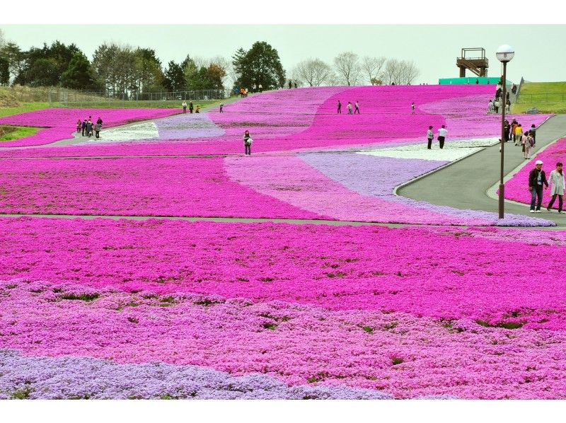 【JR宇都宮駅発着】市貝町芝ざくら観賞と道の駅はがロマンの湯友遊はが牡丹桜ライトアップ＆ビアガーデン