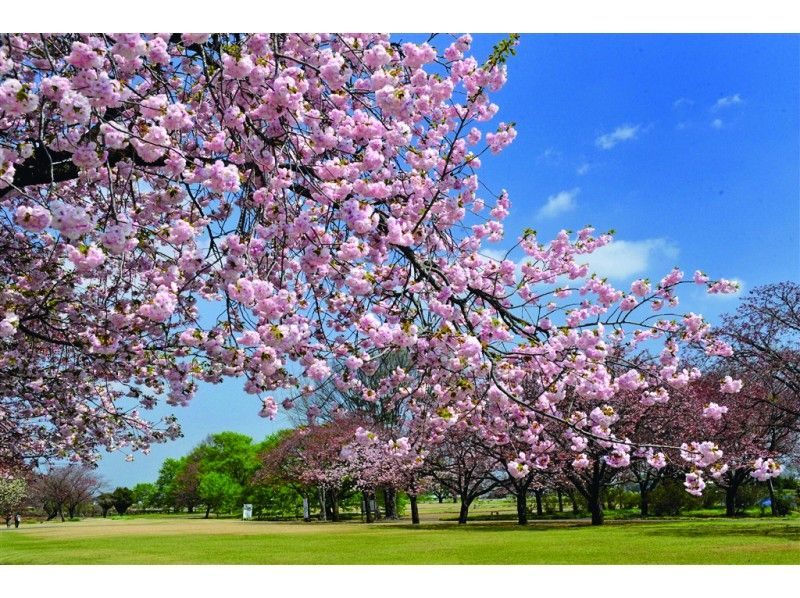 【JR宇都宮駅発】『天平の花まつり』花と歴史文化の旅