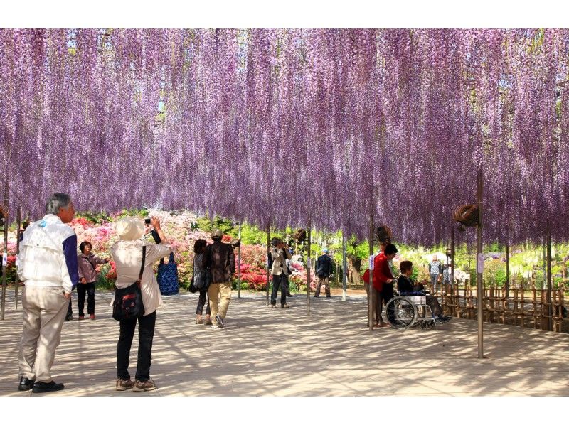 【JR宇都宮駅・JR小山駅発】『あしかがフラワーパーク』午前コース♪