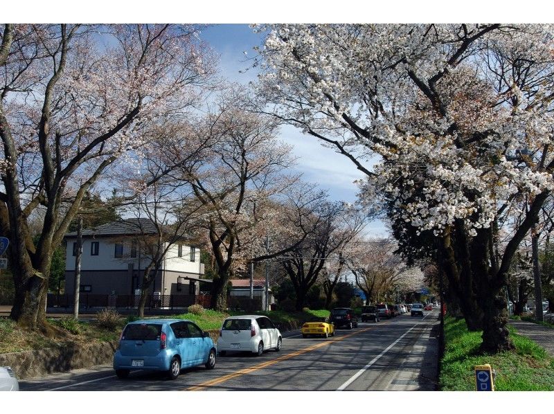 【JR宇都宮駅発】日光桜回廊 桜のトンネル 日光街道桜並木と専門ガイド付!世界遺産「日光東照宮」