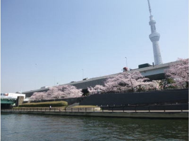 東京・花見(江東区越中島発着)お花見屋形船!乗合船、2名様より受付中です♪ 屋形船石川丸