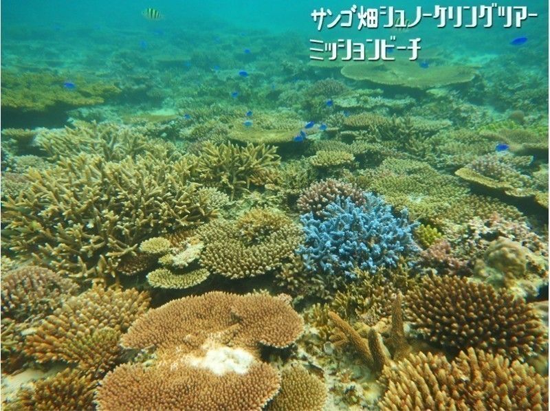 【恩納村・ポイント独占・完全貸切り】クマノミ&サンゴ畑シュノーケリングツアー 4歳~シニアまで