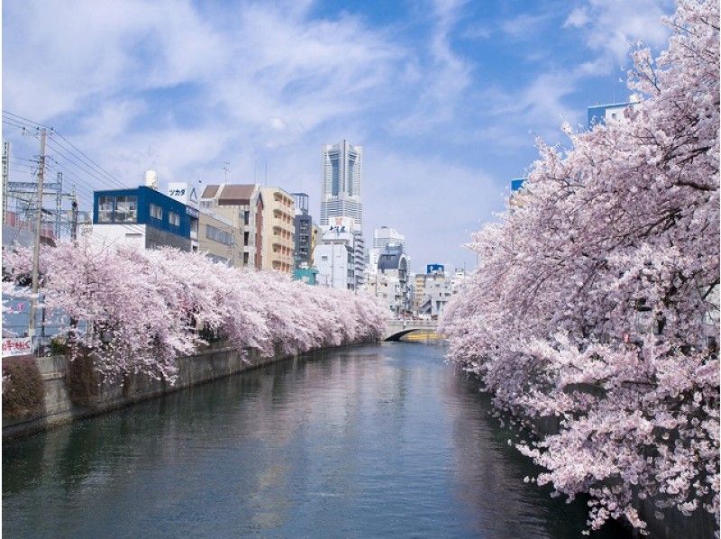 【横浜】大岡川桜回廊クルーズ&約50種和洋中ビュッフェ(1名様より参加可)【14196】