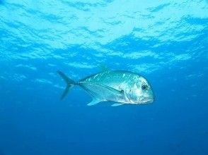 読谷村２ボートファンダイビング【上級者向けポイント（残波岬）,器材フルレンタル無料】