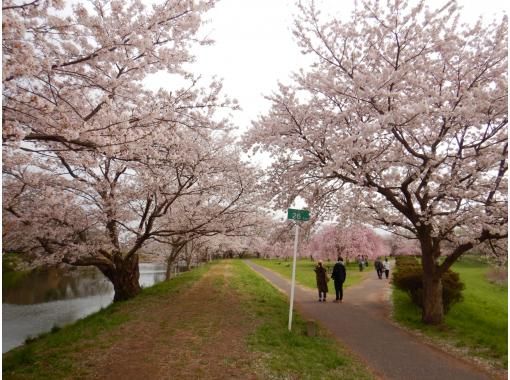 【福岡堰 小貝川／つくばみらい／茨城 関東】花見名所で桜お花見ウォーク&パックラフトカヌー体験　☆ゆるやか川下り体験で優雅なお花見！の画像