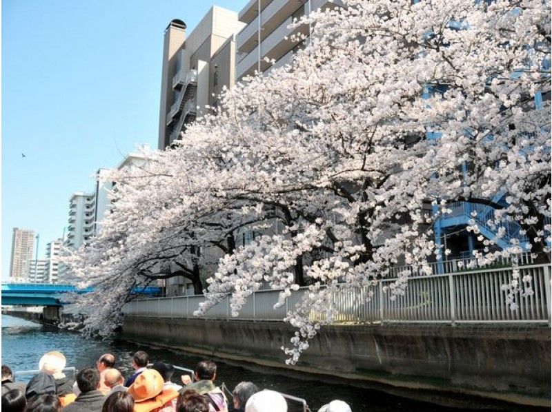 江戸2大しだれ桜と桜3大名所めぐり＆東京スカイツリーお花見貸切クルーズ付バスツアー【13211】