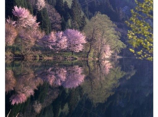 [长野/大町市赏樱故事]Instagram上的♥♡爱（暗）樱花观赏游船/在传说中的粉红樱花金钟的中纲湖的新绿游船の画像