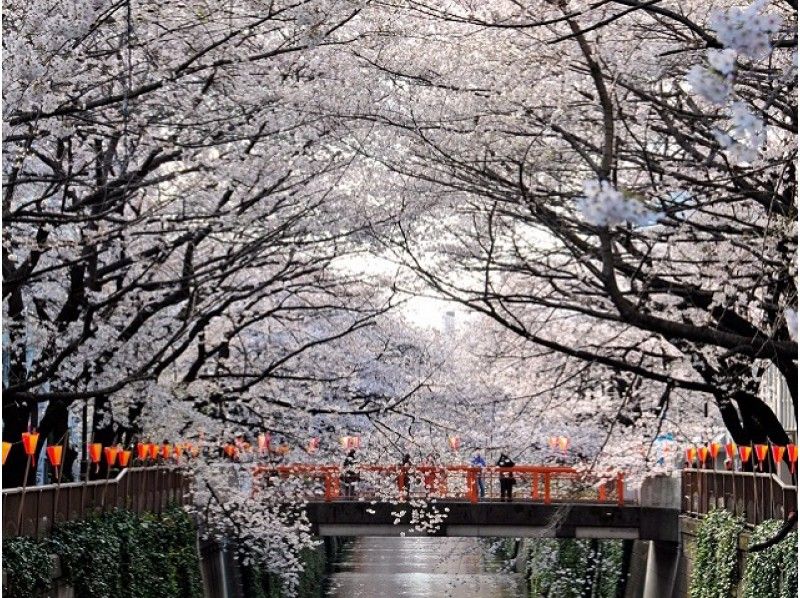 5大しだれ桜＆高輪桜まつりと高輪の杜「茶寮　惠庵（えあん）」特別内部見学バスツアー【14380】