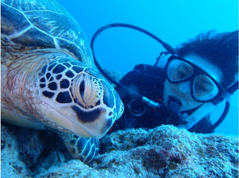 マッサダイビングクラブ MASSA DIVING CLUBの割引プラン