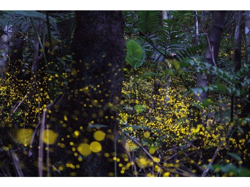 石垣島 ヤエヤマホタル観察ツアー ~ 夜の探検にでかけよう!! ~