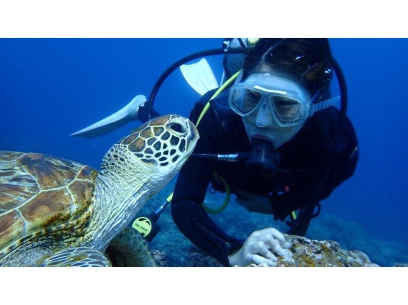 GoTo regional common coupons available! Free camera rental! Sea turtle encounter rate is high! National designated park, Kerama Islands half-day experience diving! (2 dives)の紹介画像