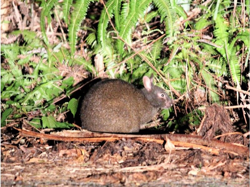 【鹿児島・奄美大島】クロウサギナイトツアー!!稀少な奄美の野生生物が生息する森を車で探検!!