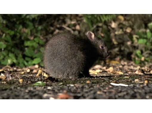 鹿児島 奄美大島 稀少な奄美の野生生物が生息する森を車で探検するナイトツアーです １日１組限定 お一人様も歓迎 1名 ４名 アクティビティジャパン