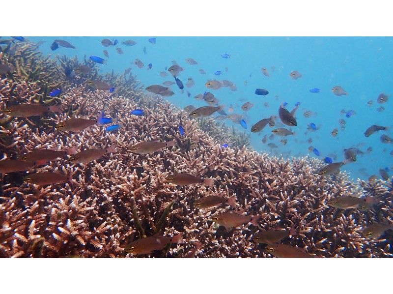 【愛媛・松山】無料送迎付！魚とサンゴに囲まれる愛南町の海でシュノーケリング