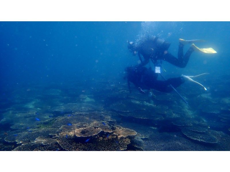 【愛媛・松山　無料送迎付き】フレンドリーな魚に出会える愛南町で体験ダイビング（ビーチ）