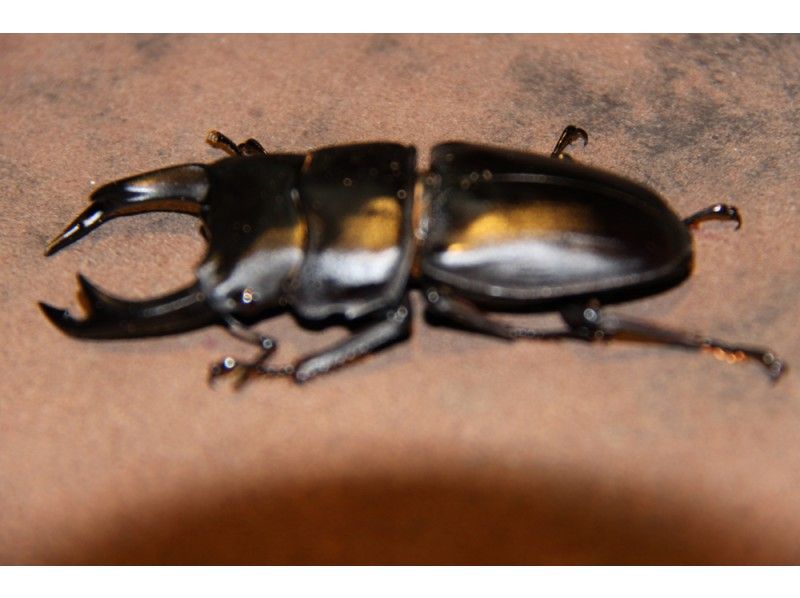 【山形県・飯豊町】オオクワガタも生息する神秘の森の王国で昆虫採集＆星空ナイトツアー　1泊2食付