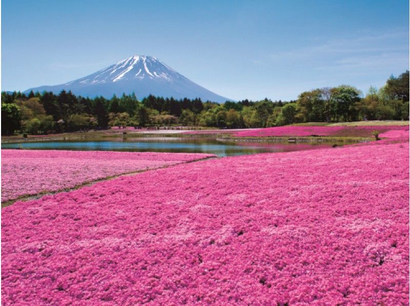 首都圏最大級80万株の富士芝桜！「富士芝桜まつり」鑑賞と皇室ゆかりの庭園見学バスツアー【14112】