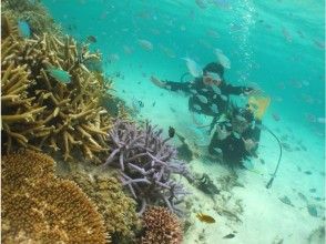 [Okinawa ・ Taketomi island] Enjoy one day course [experience]Diving]