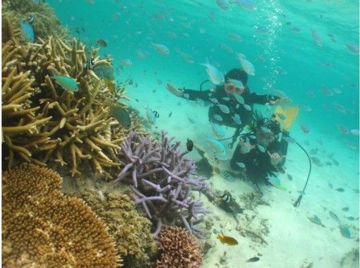 [Okinawa ・ Taketomi island] Enjoy one day course [experience]Diving]の画像