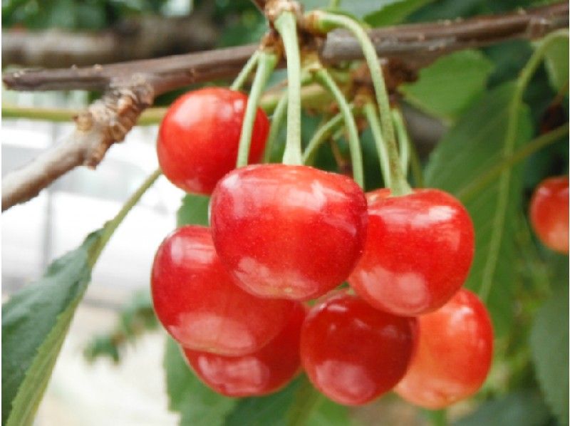 【山梨】高級さくらんぼ「佐藤錦」＆「紅秀峰」食べ放題＆あじさい観賞バスツアー【14249】