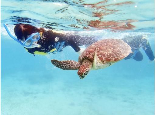 [Amami Oshima] Sea turtle snorkeling | Encounter rate 99.8% (2023) | Free video gift | Enjoy privacy with one slot reserved for one group | From 4 years oldの画像