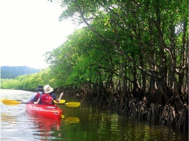 [Okinawa ・ Iriomote Island] Mangrove Canoe & Yufu Island Water Ox-cart Sightseeing [Lunch & Transfer]の紹介画像