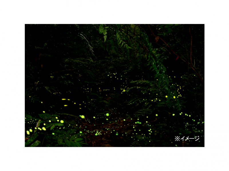 【沖縄・石垣島】幻想的な光が織りなす夜の始まりの知らせ…期間限定ヤエヤマホタル鑑賞ツアー！