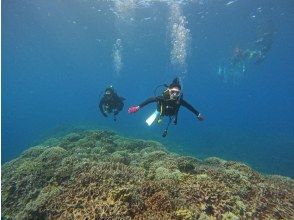 【沖縄・水納島・瀬底島】ボートファンダイビング（２ダイブ）写真動画撮影プレゼント